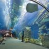 Dubai Aquarium - Image 7