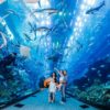 Dubai Aquarium - Image 8