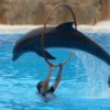 Dolphin Show - Image 4