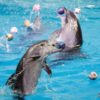 Dolphin Show - Image 5