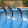 Dolphin Show - Image 6