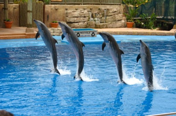 Dolphin Show