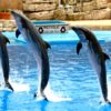 Dolphin Show - Image 7