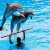 Dolphin Show - Image 9