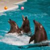 Dolphin Show - Image 10